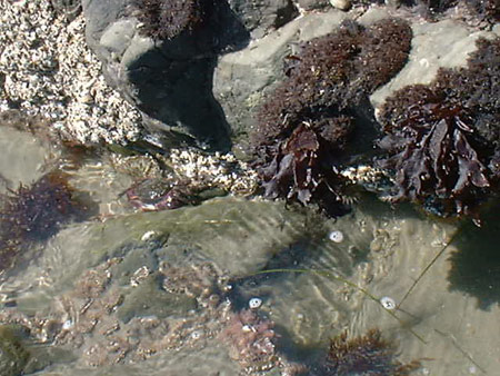 A tidepool shot south of Cayucos
