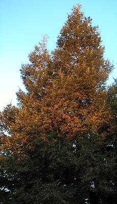 The setting sun against a redwood tree