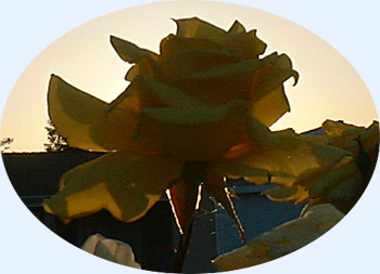 A rose and the setting sun...