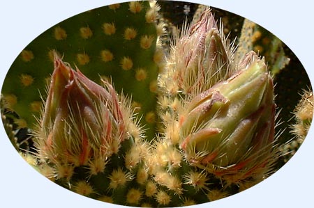 Cactus buds...