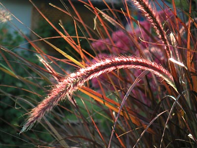 Pampas grass at sundown...