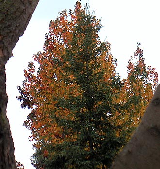 Fall colors behind an evergreen...