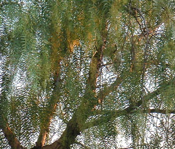 Sunset in a pepper tree...