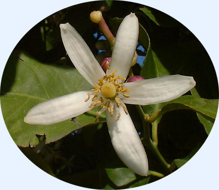 A lemon blossom, from our walk today...