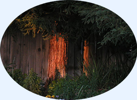 A shaft of sunlight highlights up a redwood trunk...