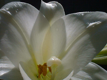 Royal lily in sunlight...