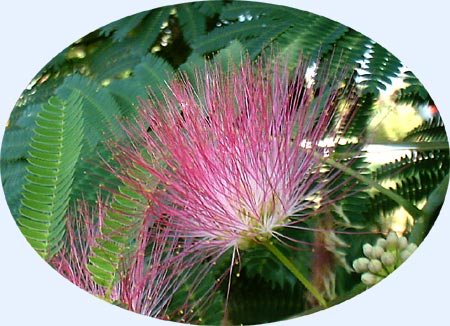 Albizia julibrissin