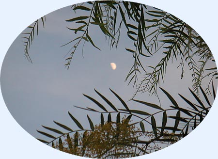 Half moon through the trees...