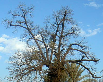 Yeah, same tree. No Photoshopping on either shot.