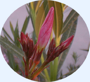 An oleander bud...