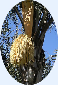 A palm tree in bloom