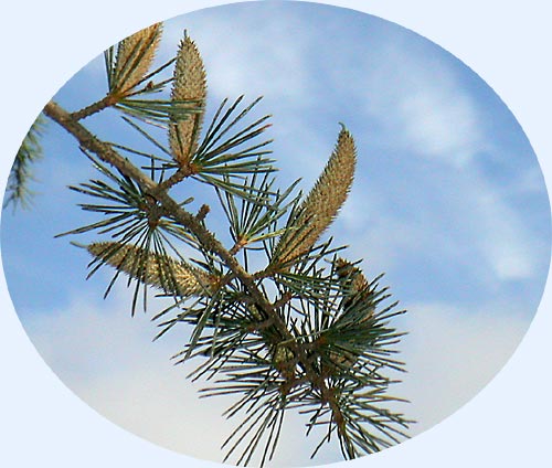 A pine branch...
