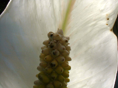 backlit Spathiphyllum