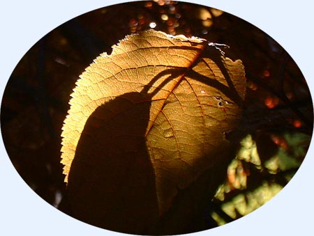 A backlit leaf
