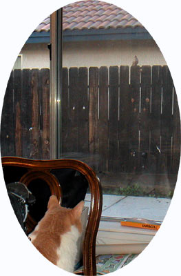 Runtuntun eyeing lunch on the fence