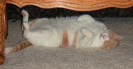 Under the coffee table...