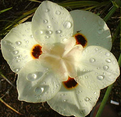 A yellow morea in the late afternoon...