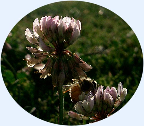 Clover, with a side of bee...
