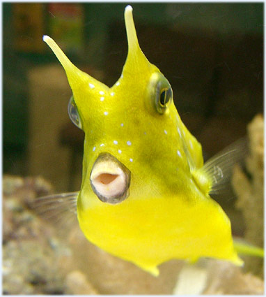 cow fish depiction