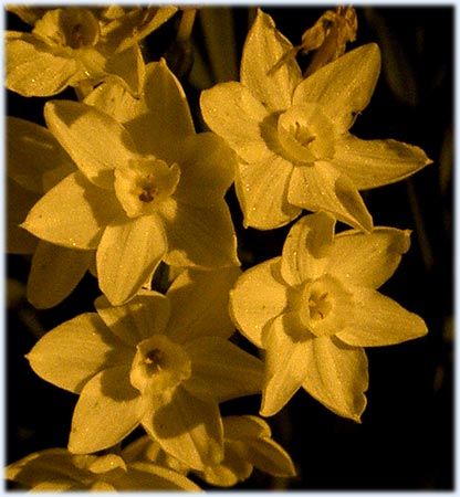 Miniature daffodils lit by a street lamp...