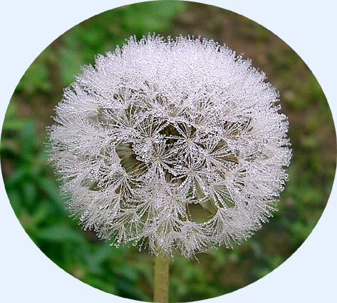 Your not so basic dandelion puff...