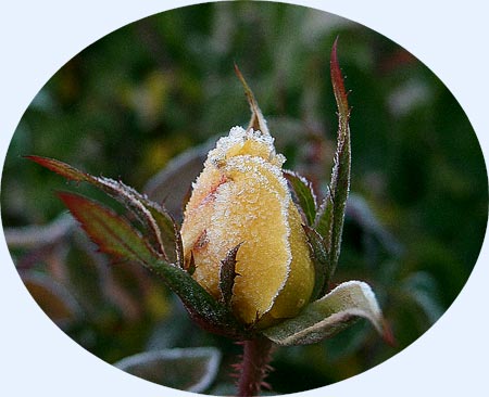 Frost on a rose...