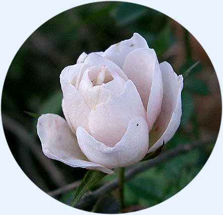 A miniature rose blooming in the dead of Winter...