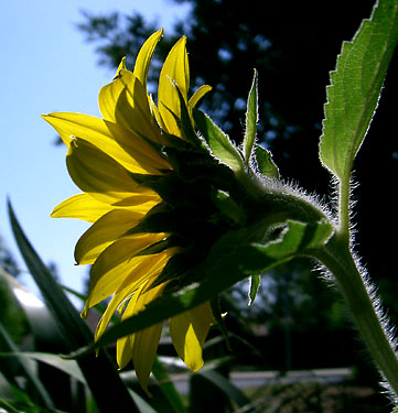 Sun and a sunflower...