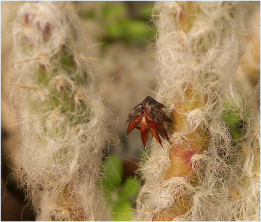 By a 'hairy' cactus...