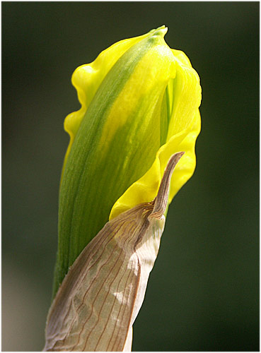 A daffodil bud waiting for enough warmth to bloom...