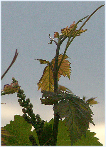 Grapevines at sundown...