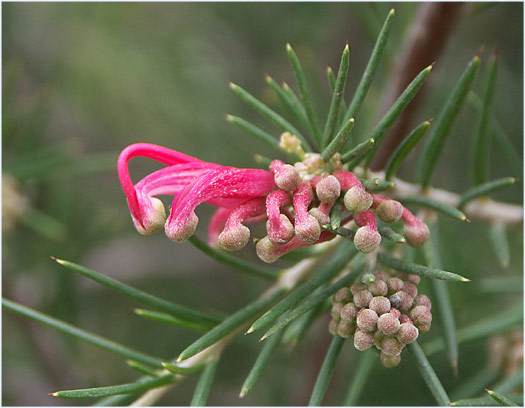 grevillea noelli