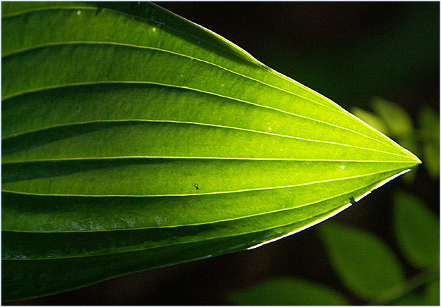 Just a hosta leaf in the morning sun...