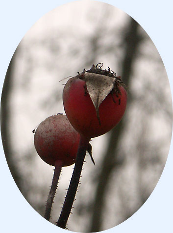Rose hips on a cloudy day...