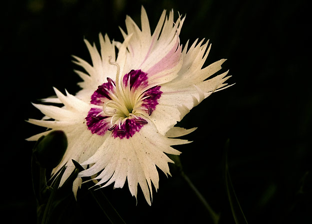 The humble dianthus...