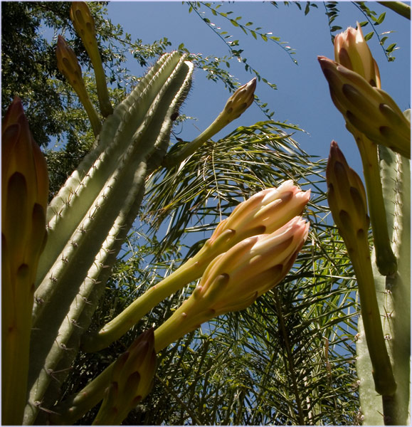 Cactus flowers, not so small...