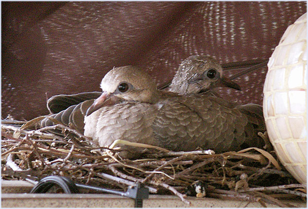 The morning before they left the nest...