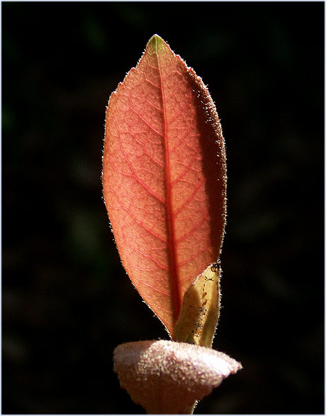 Just a leaf... 