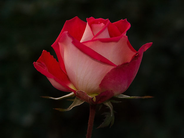 Cemetery rose...