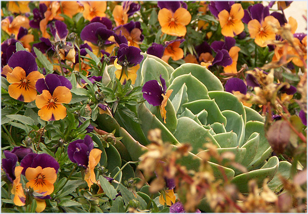 Violas and cactus and snaps...