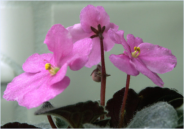 Just the African Violet by the window...