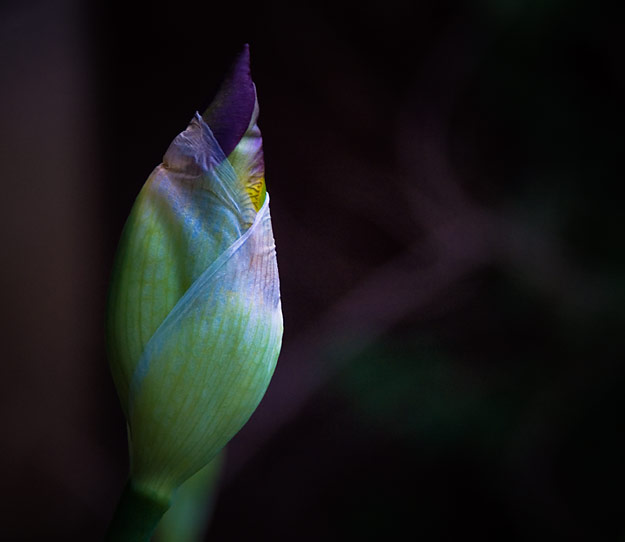 Bearded iris...