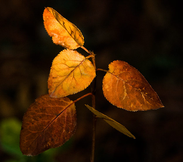 Last leaf...