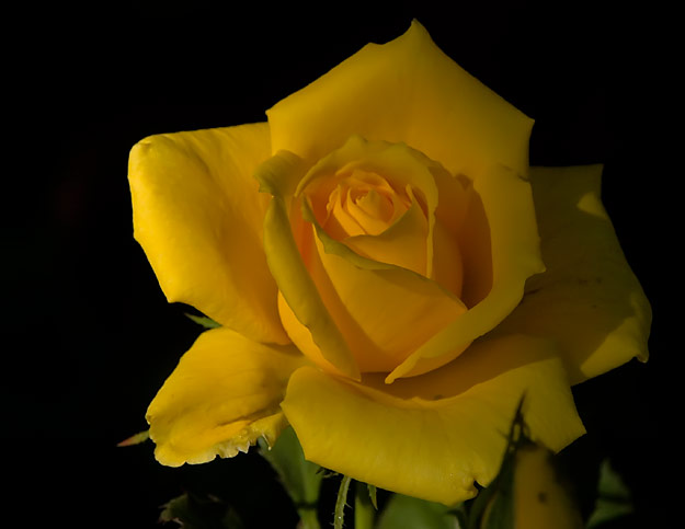 Evening sun and a yellow rose...