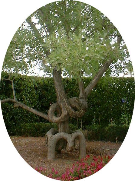The Squat Curvy Scallops tree is made from three European Ash trees