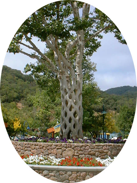 The Basket Tree is made from six American Sycamores