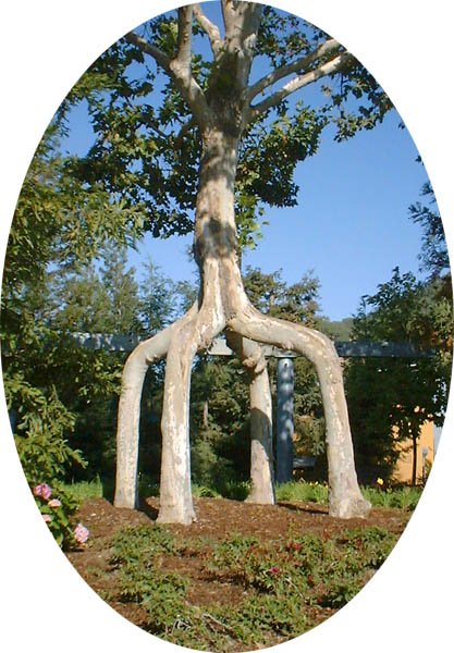 The Four Legged Giant is made from four American Sycamores