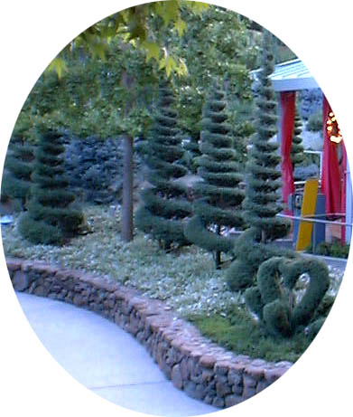 The Spiral trees in Claudia's Garden