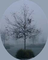 fog1