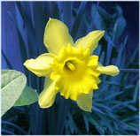 Twilight Daffodil